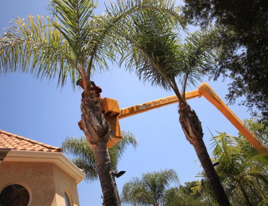 Palm Tree Trimming & Palm Tree Removal-Riviera Beach Tree Trimming and Tree Removal Services-We Offer Tree Trimming Services, Tree Removal, Tree Pruning, Tree Cutting, Residential and Commercial Tree Trimming Services, Storm Damage, Emergency Tree Removal, Land Clearing, Tree Companies, Tree Care Service, Stump Grinding, and we're the Best Tree Trimming Company Near You Guaranteed!