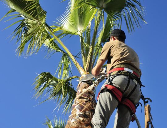 Palm Tree Trimming-Riviera Beach Tree Trimming and Tree Removal Services-We Offer Tree Trimming Services, Tree Removal, Tree Pruning, Tree Cutting, Residential and Commercial Tree Trimming Services, Storm Damage, Emergency Tree Removal, Land Clearing, Tree Companies, Tree Care Service, Stump Grinding, and we're the Best Tree Trimming Company Near You Guaranteed!