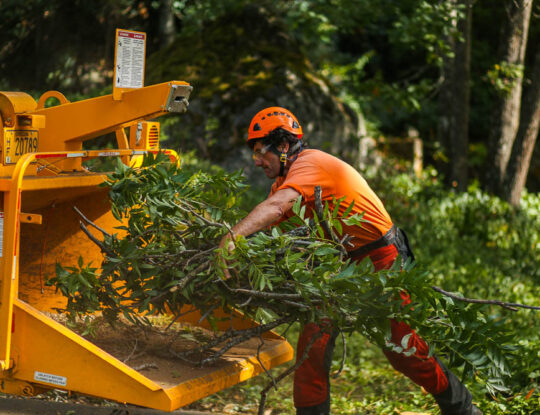 Tree Doctor-Riviera Beach Tree Trimming and Tree Removal Services-We Offer Tree Trimming Services, Tree Removal, Tree Pruning, Tree Cutting, Residential and Commercial Tree Trimming Services, Storm Damage, Emergency Tree Removal, Land Clearing, Tree Companies, Tree Care Service, Stump Grinding, and we're the Best Tree Trimming Company Near You Guaranteed!