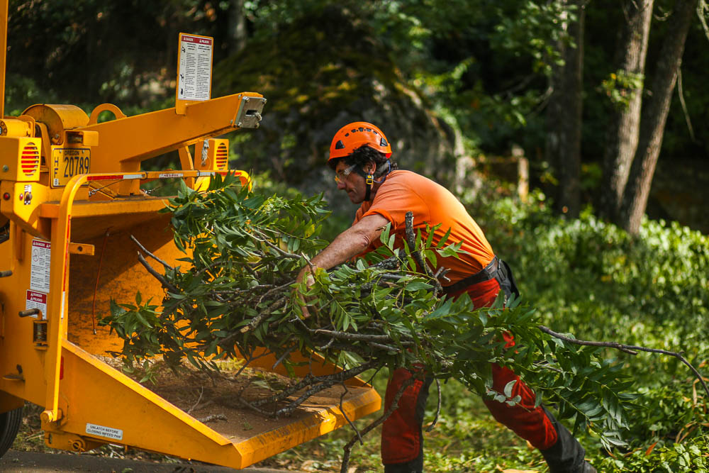 Tree Doctor-Riviera Beach Tree Trimming and Tree Removal Services-We Offer Tree Trimming Services, Tree Removal, Tree Pruning, Tree Cutting, Residential and Commercial Tree Trimming Services, Storm Damage, Emergency Tree Removal, Land Clearing, Tree Companies, Tree Care Service, Stump Grinding, and we're the Best Tree Trimming Company Near You Guaranteed!