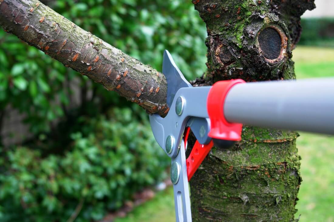 Tree Trimming Services-Riviera Beach Tree Trimming and Tree Removal Services-We Offer Tree Trimming Services, Tree Removal, Tree Pruning, Tree Cutting, Residential and Commercial Tree Trimming Services, Storm Damage, Emergency Tree Removal, Land Clearing, Tree Companies, Tree Care Service, Stump Grinding, and we're the Best Tree Trimming Company Near You Guaranteed!