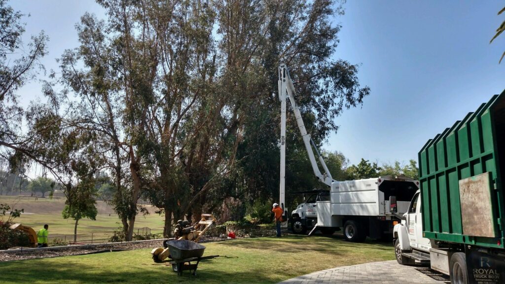 Commercial Tree Services Riviera Beach-Pro Tree Trimming & Removal Team of Riviera Beach