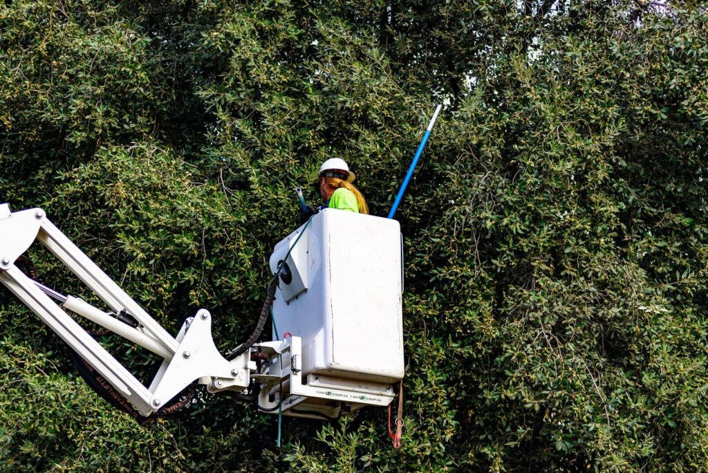 Commercial-Tree-Services-Services Pro-Tree-Trimming-Removal-Team-of-Riviera Beach