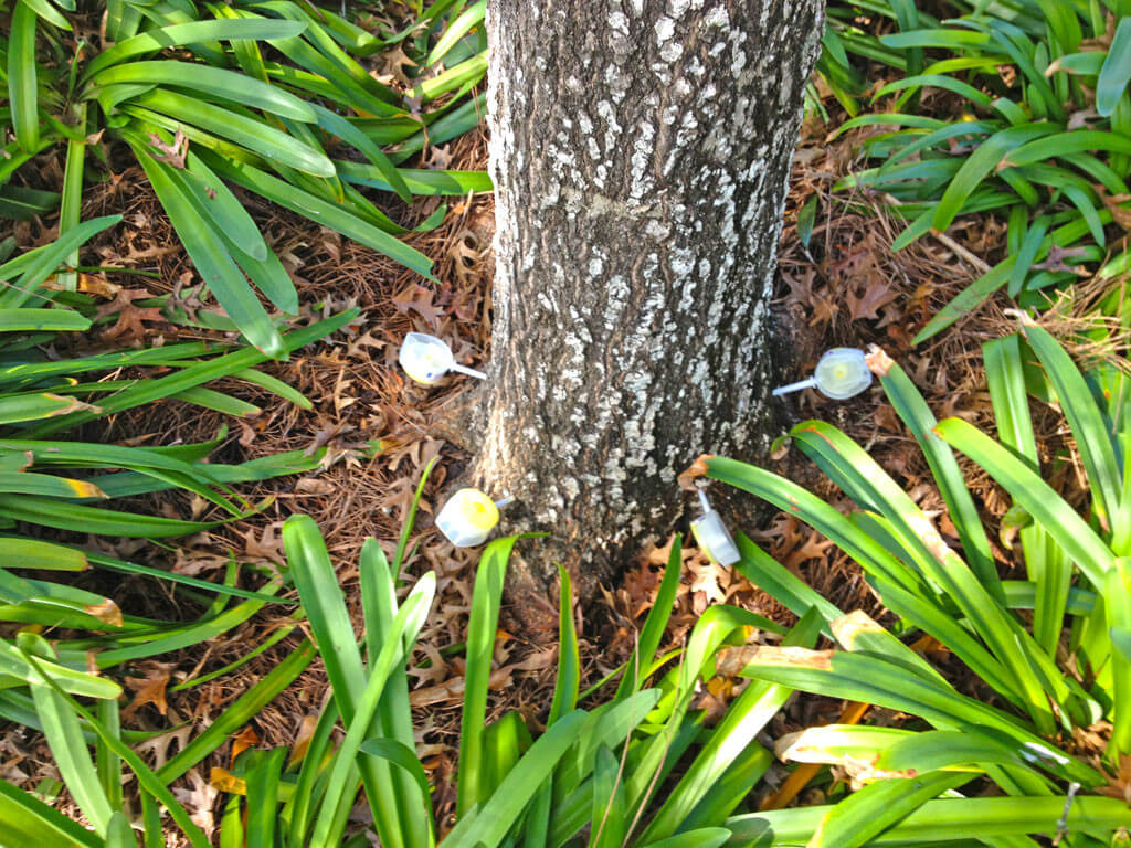 Deep Root Injection Near Me-Pro Tree Trimming & Removal Team of Riviera Beach