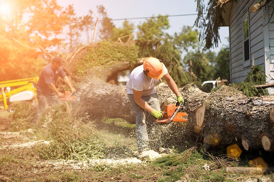 Emergency Tree Removal Riviera Beach-Pro Tree Trimming & Removal Team of Riviera Beach