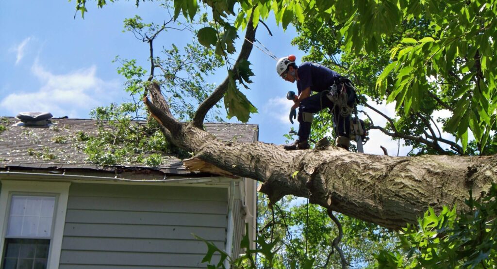 Emergency-Tree-Removal-Services Pro-Tree-Trimming-Removal-Team-of-Riviera Beach