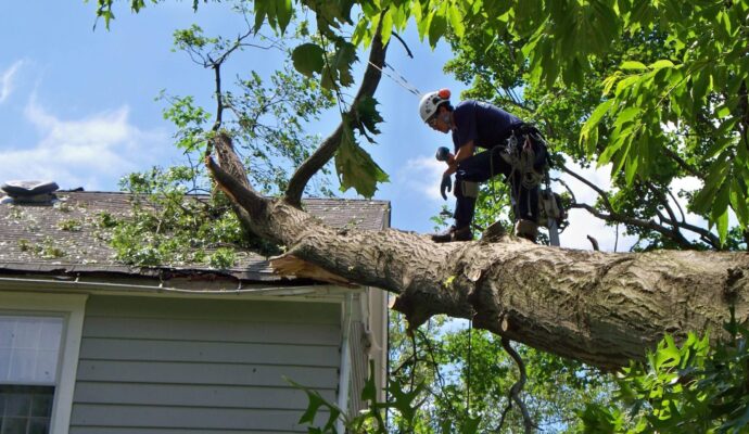 Emergency-Tree-Removal-Services Pro-Tree-Trimming-Removal-Team-of-Riviera Beach