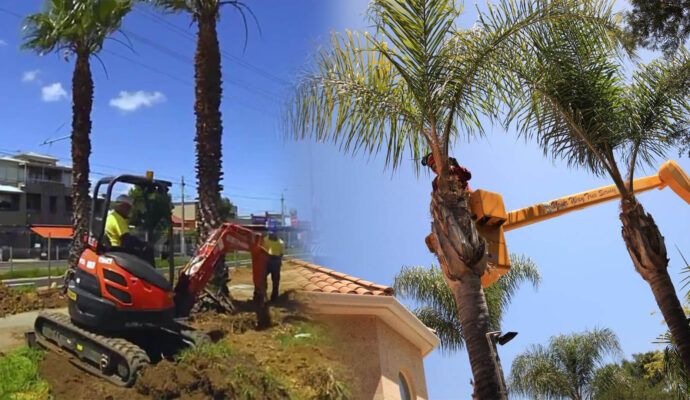 Palm Tree Trimming & Palm Tree Removal Near Me-Pro Tree Trimming & Removal Team of Riviera Beach