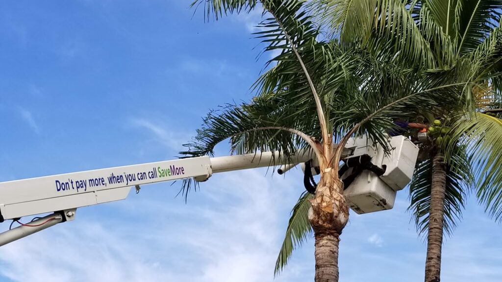 Palm Tree Trimming & Palm Tree Removal Riviera Beach-Pro Tree Trimming & Removal Team of Riviera Beach