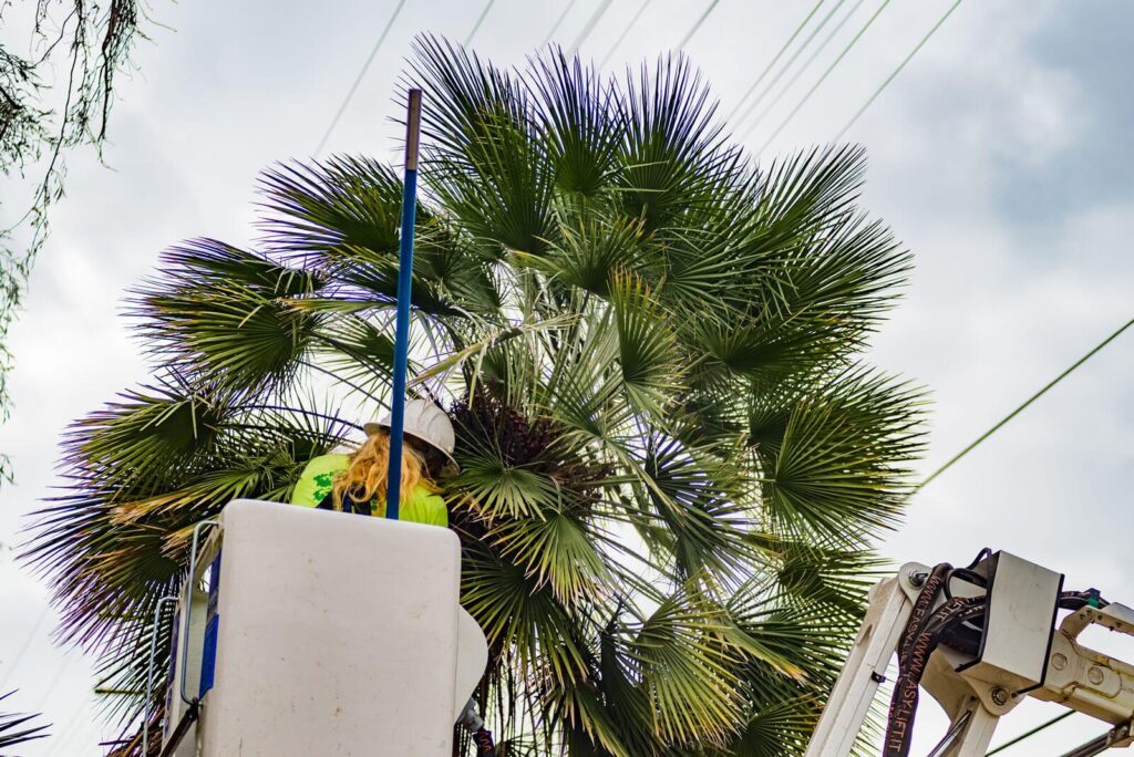 Palm-Tree-Trimming-Palm-Tree-Removal-Services Pro-Tree-Trimming-Removal-Team-of-Riviera Beach