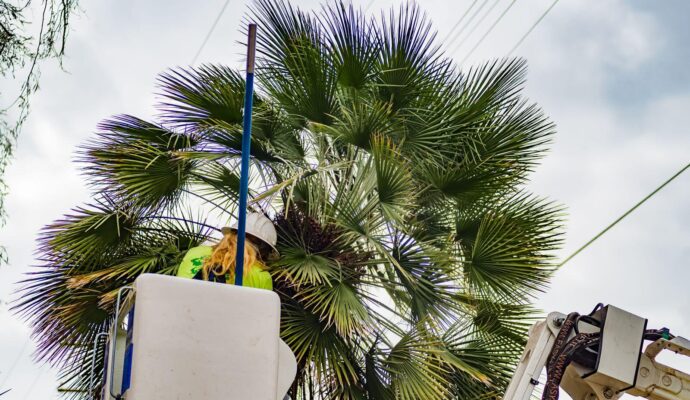 Palm-Tree-Trimming-Palm-Tree-Removal-Services Pro-Tree-Trimming-Removal-Team-of-Riviera Beach