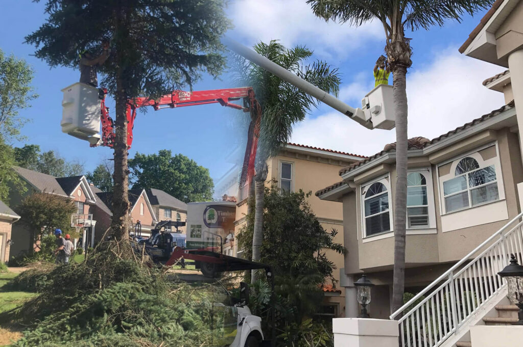 Residential Tree Services Affordable-Pro Tree Trimming & Removal Team of Riviera Beach