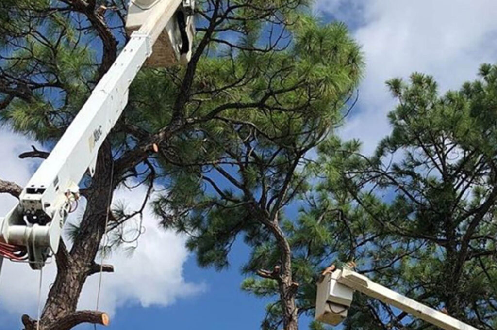 Riviera Beach Commercial Tree Services-Pro Tree Trimming & Removal Team of Riviera Beach
