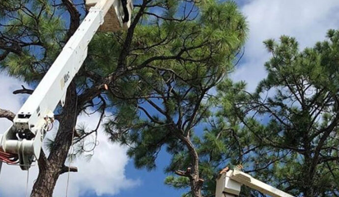 Riviera Beach Commercial Tree Services-Pro Tree Trimming & Removal Team of Riviera Beach