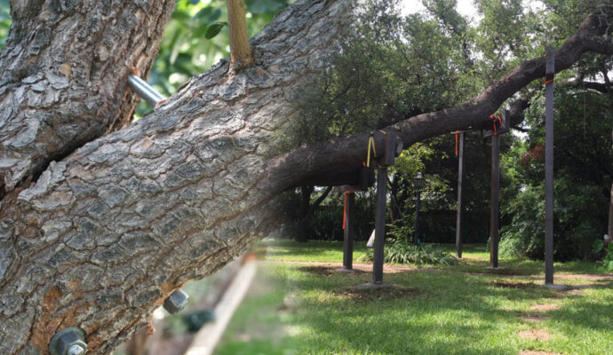 Riviera Beach Tree Bracing & Tree Cabling-Pro Tree Trimming & Removal Team of Riviera Beach