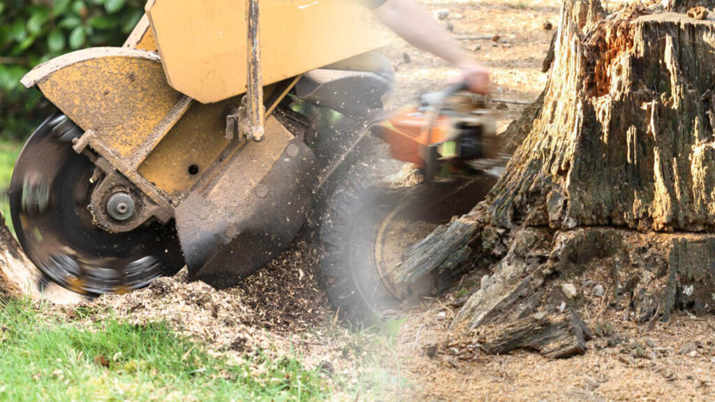 Stump Grinding & Removal Near Me-Pro Tree Trimming & Removal Team of Riviera Beach