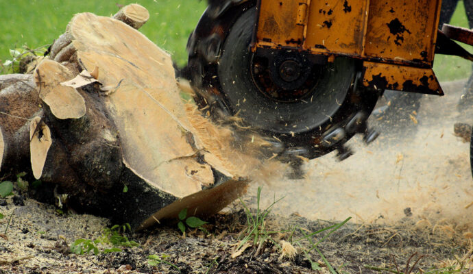 Stump-Grinding-Removal-Services Pro-Tree-Trimming-Removal-Team-of-Riviera Beach