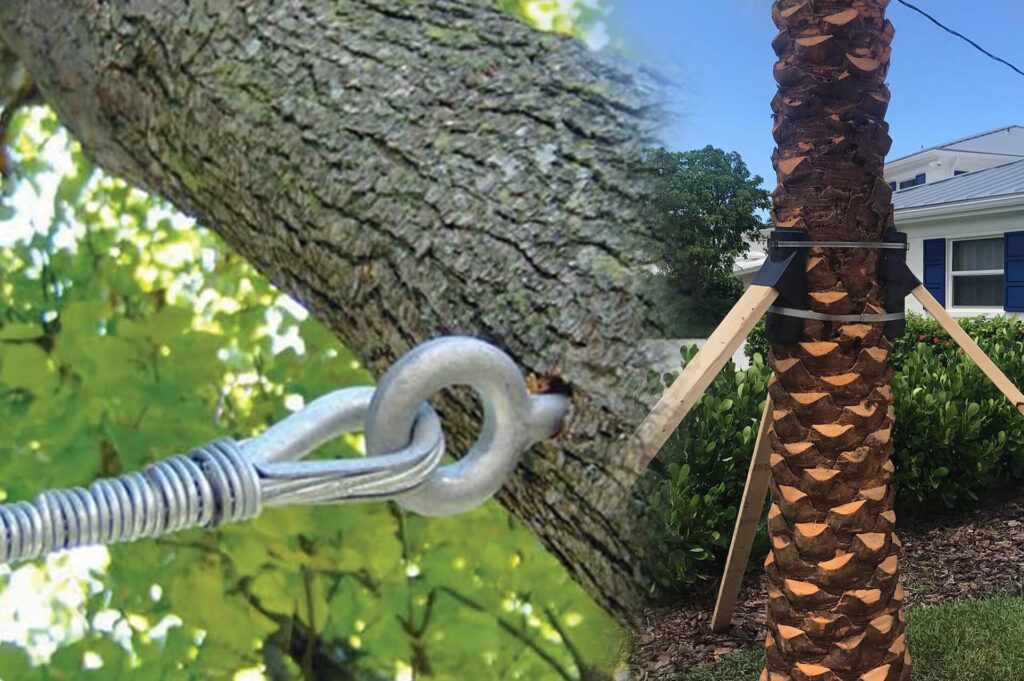 Tree Bracing & Tree Cabling Affordable-Pro Tree Trimming & Removal Team of Riviera Beach