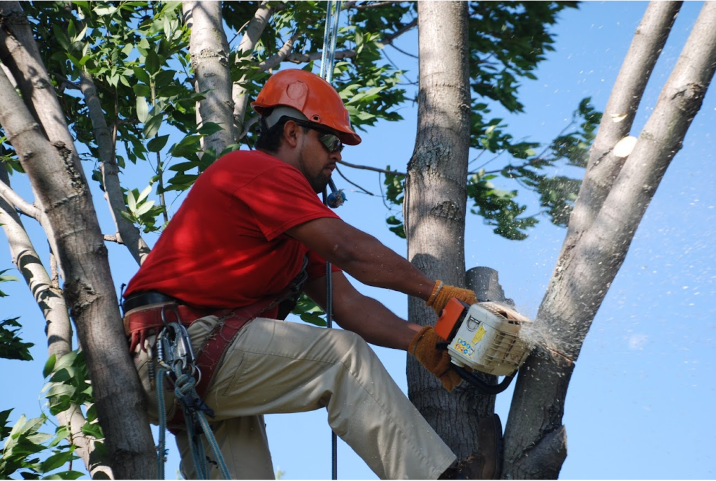 Tree Pruning & Tree Removal Riviera Beach-Pro Tree Trimming & Removal Team of Riviera Beach