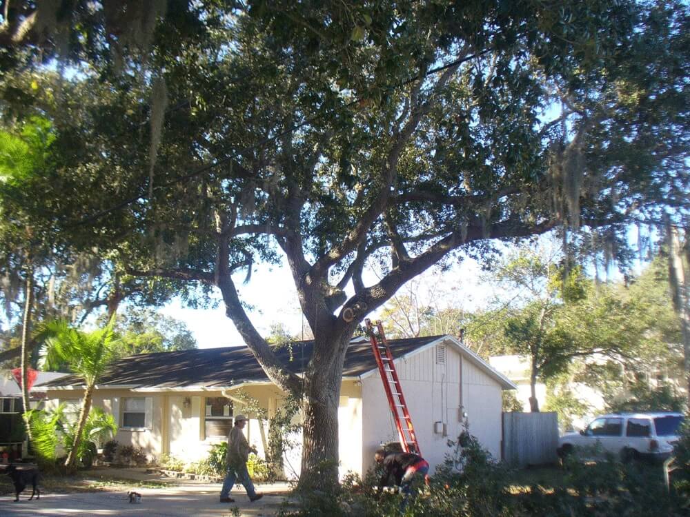 Tree-Pruning-Tree-Removal-Services Pro-Tree-Trimming-Removal-Team-of-Riviera Beach
