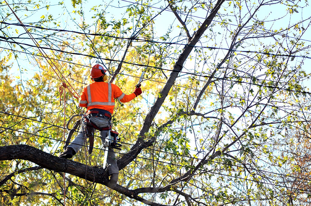 Tree Trimming Services Affordable-Pro Tree Trimming & Removal Team of Riviera Beach