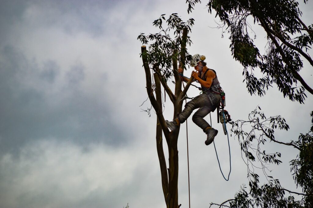 Tree-Trimming-Services-Services Pro-Tree-Trimming-Removal-Team-of Riviera Beach