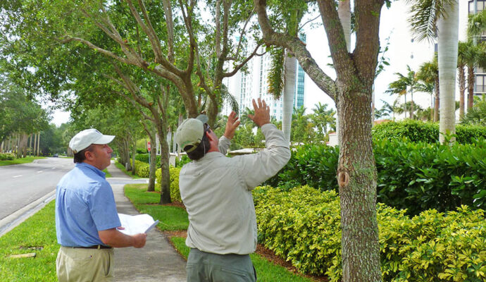 Arborist Consultations-Pros-Pro Tree Trimming & Removal Team of Riviera Beach