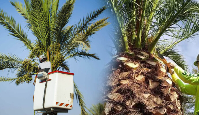 Palm Tree Trimming & Palm Tree Removal Experts-Pro Tree Trimming & Removal Team of Riviera Beach
