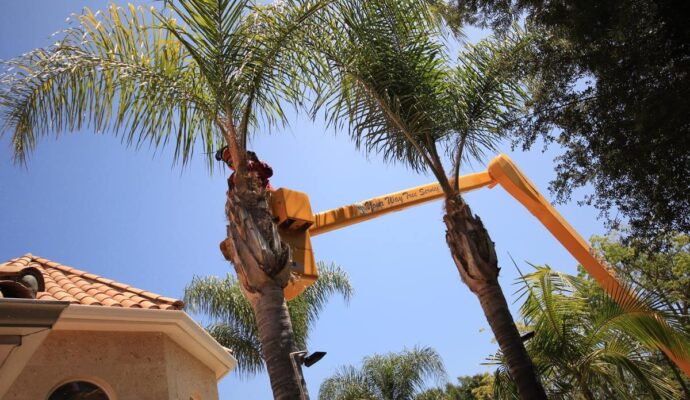 Palm Tree Trimming-Pros-Pro Tree Trimming & Removal Team of Riviera Beach