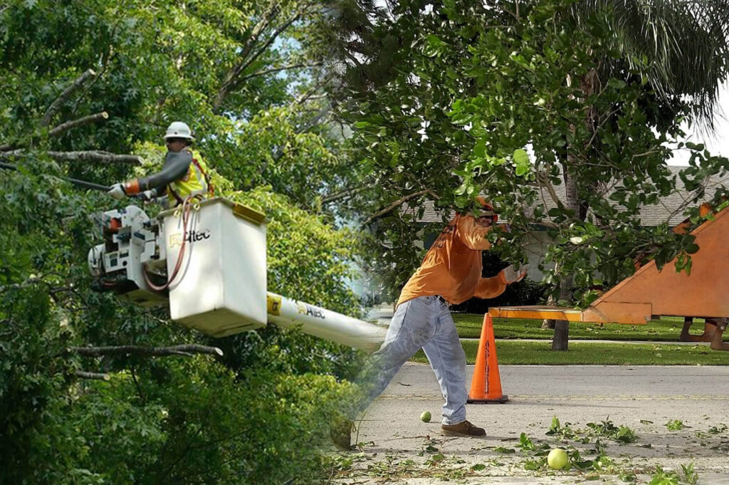 Residential Tree Services Experts-Pro Tree Trimming & Removal Team of Riviera Beach