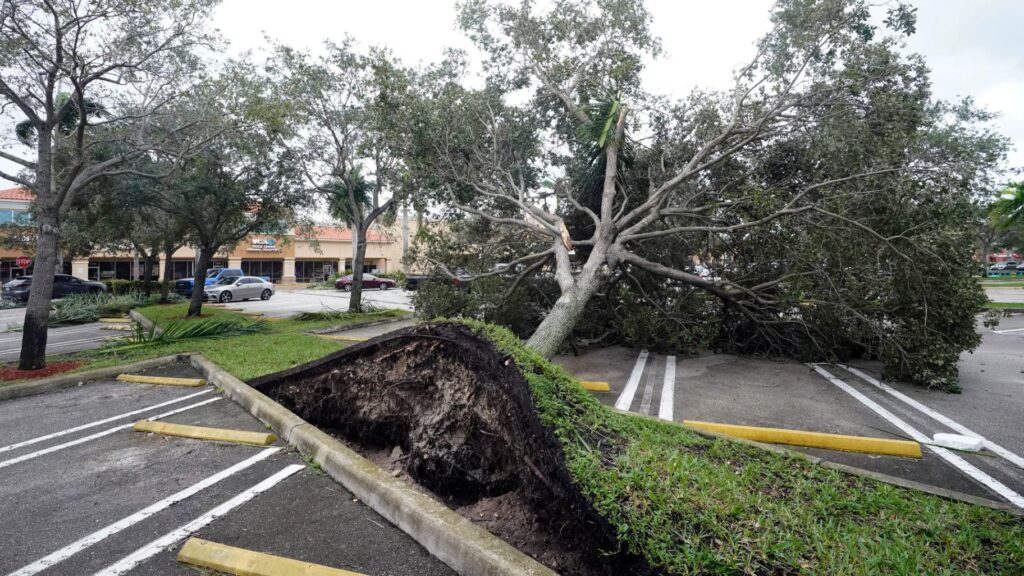Storm Damage-Pros-Pro Tree Trimming & Removal Team of Riviera Beach