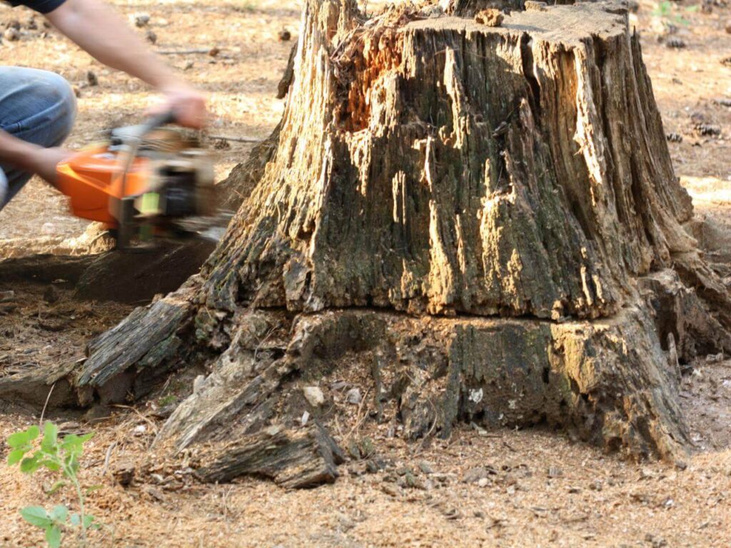 Stump Removal-Pros-Pro Tree Trimming & Removal Team of Riviera Beach