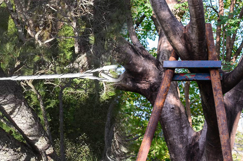 Tree Bracing & Tree Cabling Experts-Pro Tree Trimming & Removal Team of Riviera Beach