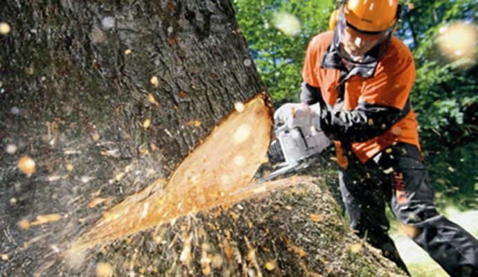 Tree Cutting-Pros-Pro Tree Trimming & Removal Team of Riviera Beach