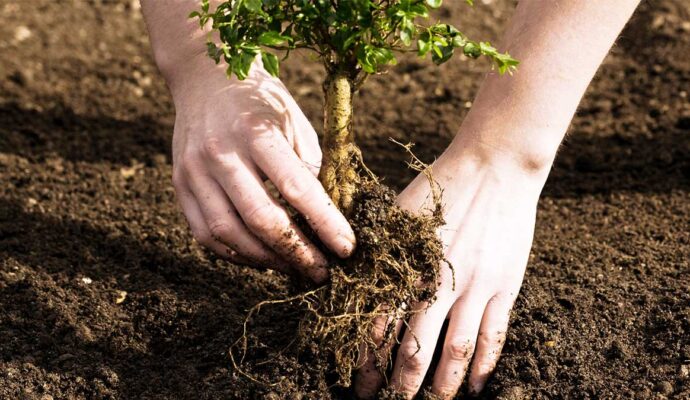 Tree Planting-Pros-Pro Tree Trimming & Removal Team of Riviera Beach
