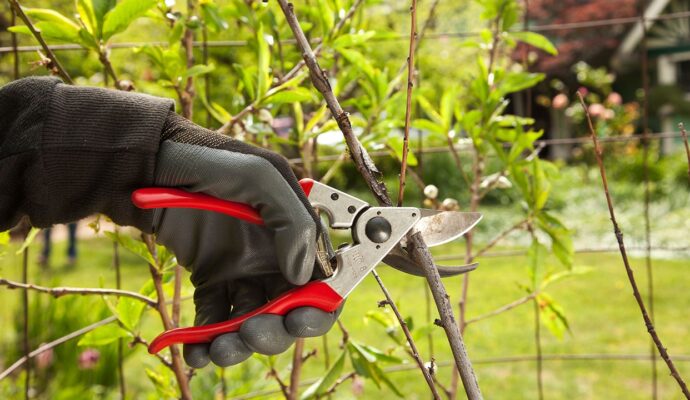 Tree Pruning Pros-Pro Tree Trimming & Removal Team of Riviera Beach