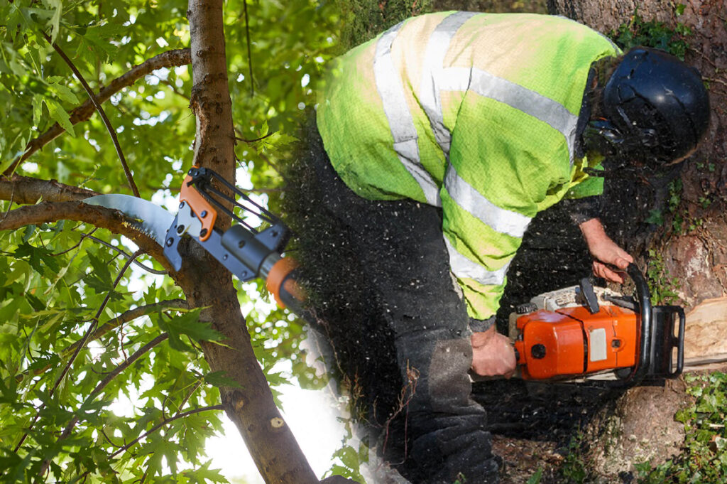 Tree Pruning & Tree Removal Experts-Pro Tree Trimming & Removal Team of Riviera Beach
