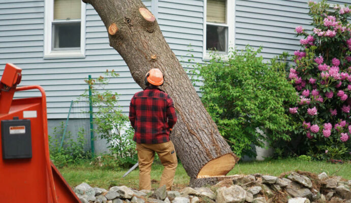 Tree-Removal-Pros-Pro Tree Trimming & Removal Team of Riviera Beach