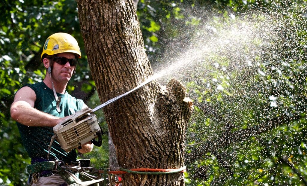 Tree Trimming-Pros-Pro Tree Trimming & Removal Team of Riviera Beach