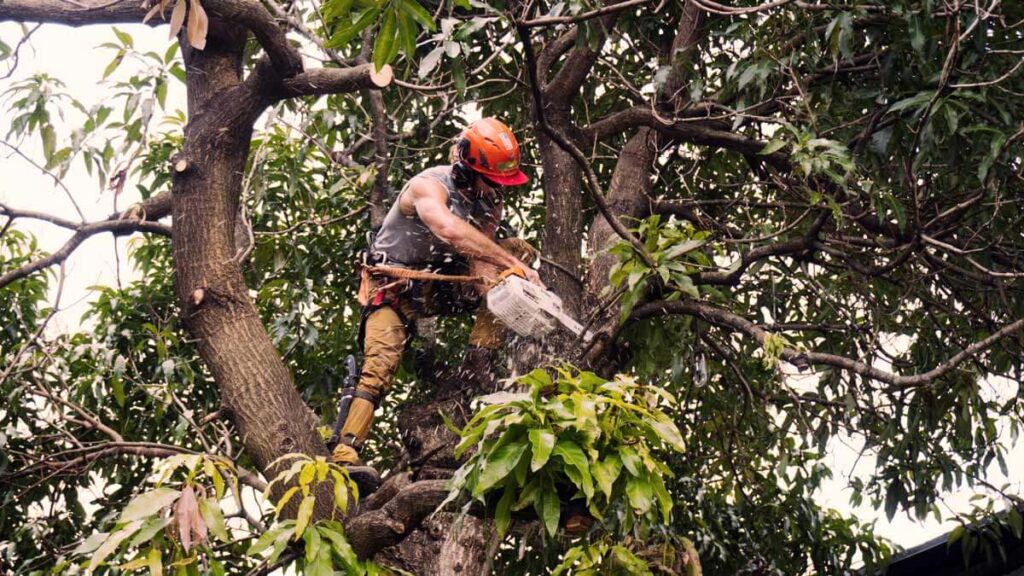Tree Trimming Services Experts-Pro Tree Trimming & Removal Team of Riviera Beach