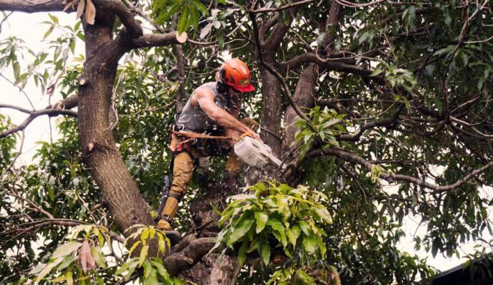 Tree Trimming Services Experts-Pro Tree Trimming & Removal Team of Riviera Beach